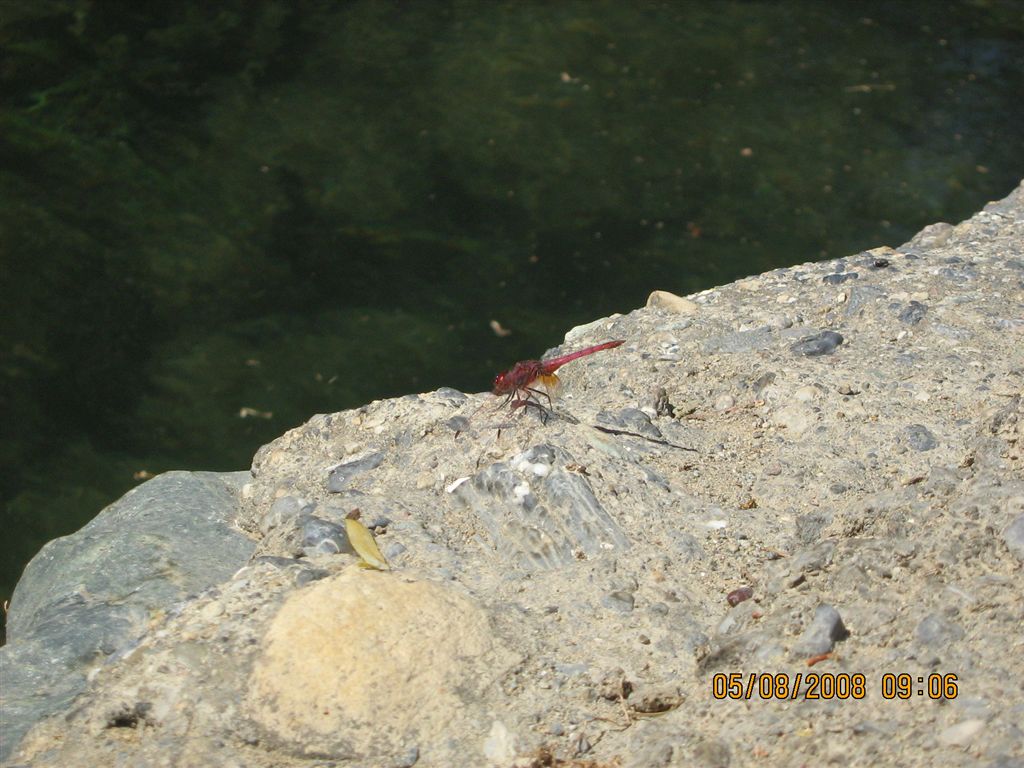 Libellula rossa a Creta